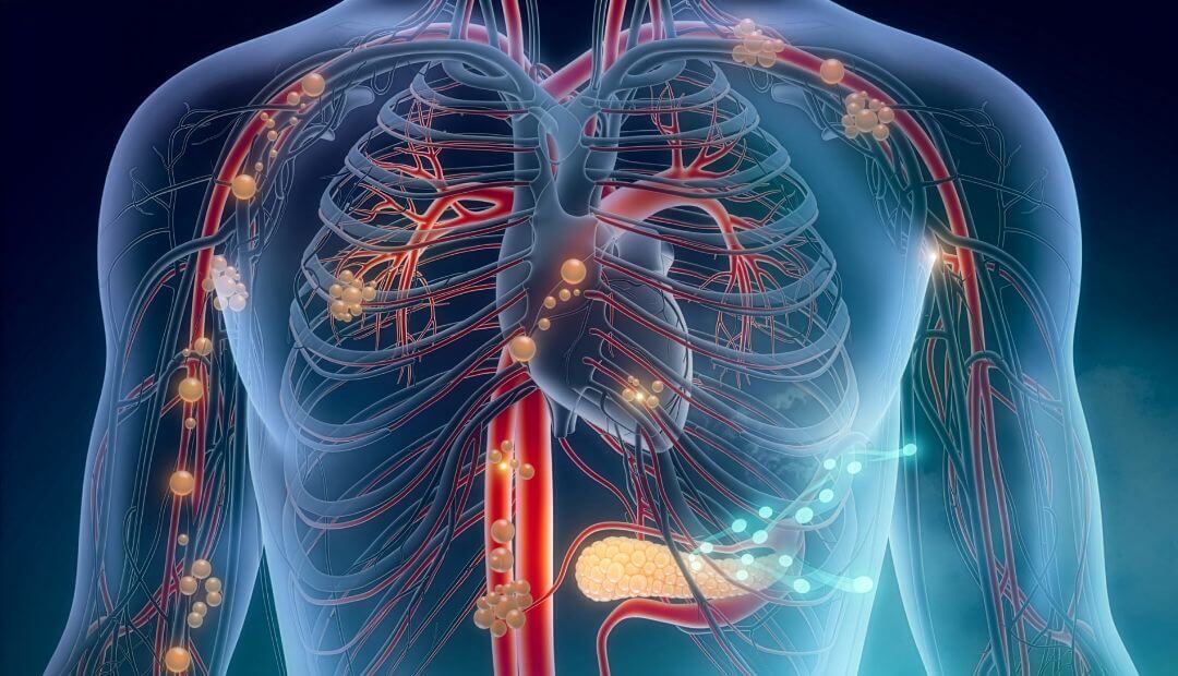 What Does the Lymphatic System Actually Do? Understanding Your Body’s Hidden Defense Network!